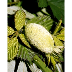 Antheraea yamamai 5 GREEN cocoons